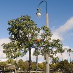 Location: Lauderdale-by-the-Sea, Florida
Date: 2022-02-24
upper part of a small tree in a parking lot island