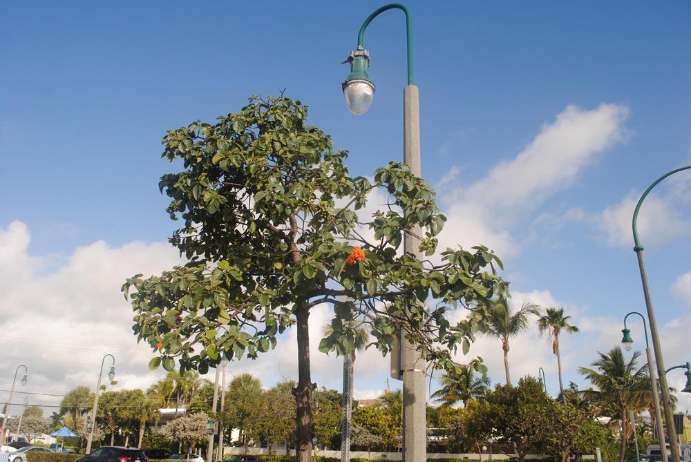 Photo of Orange Geiger Tree (Cordia sebestena) uploaded by ILPARW