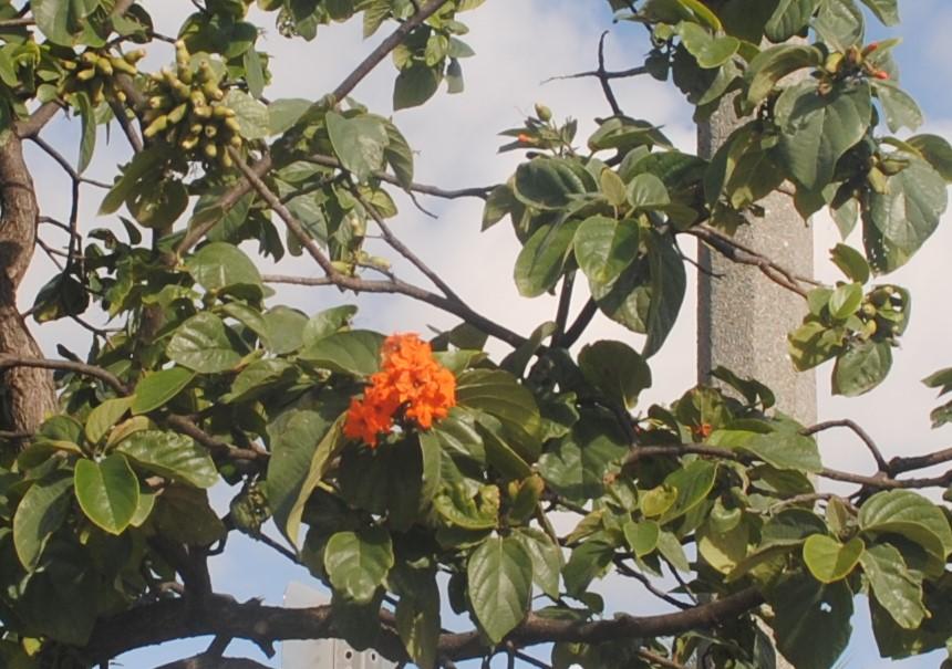 Photo of Orange Geiger Tree (Cordia sebestena) uploaded by ILPARW