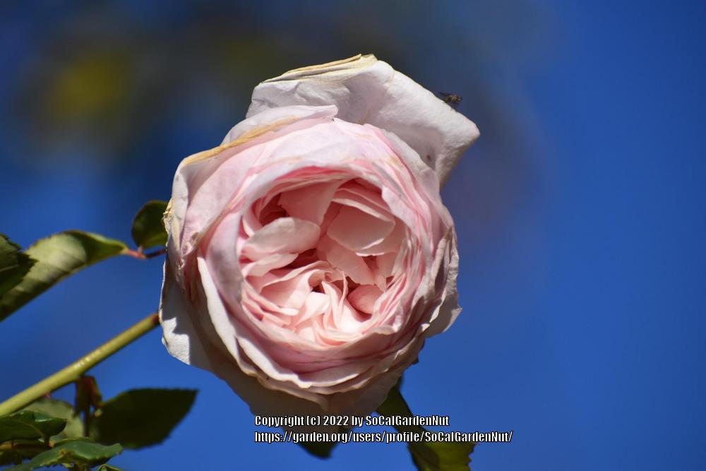 Photo of Rose (Rosa 'Souvenir de la Malmaison, Cl.') uploaded by SoCalGardenNut