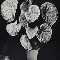 
Date: c. 1941
photo from the January 1941 issue of 'The National Horticultural 