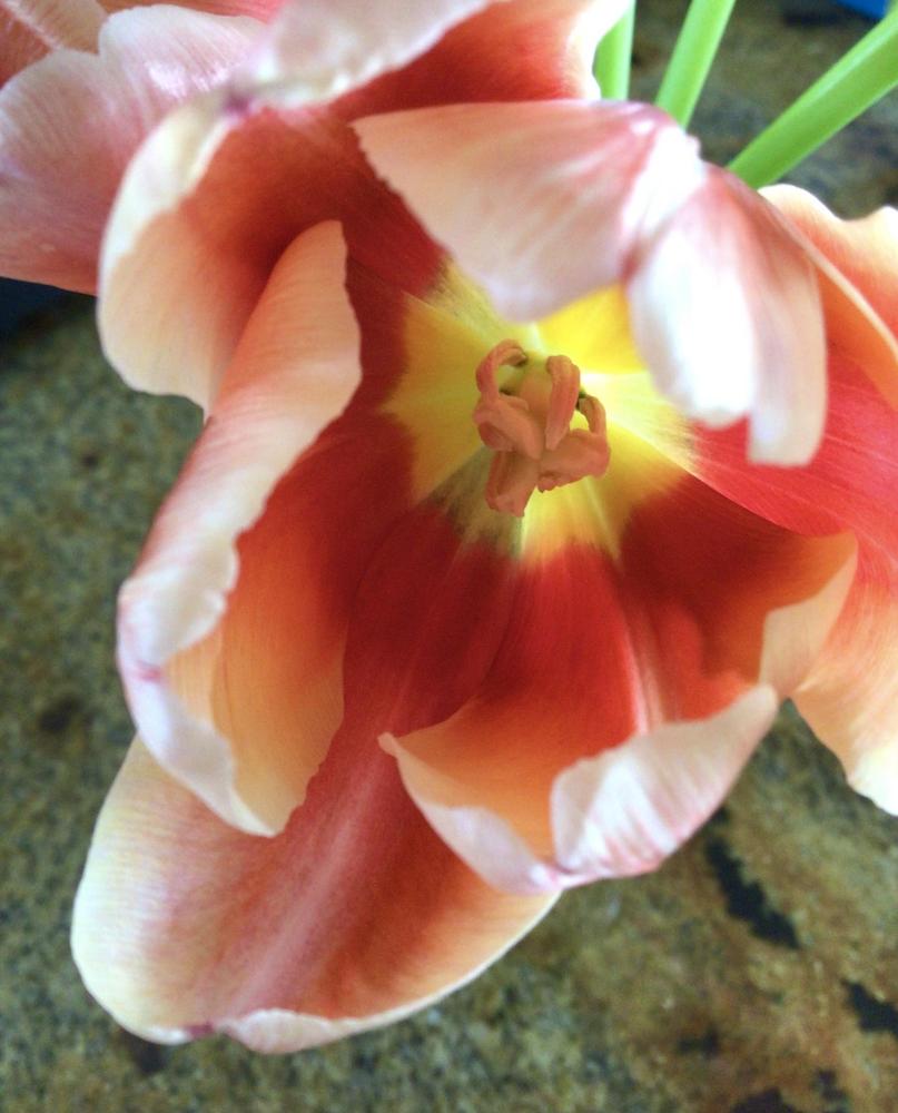 Photo of Tulips (Tulipa) uploaded by Fieldsof_flowers
