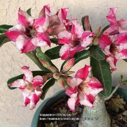 Location: Tampa, Florida
Date: 2022-03-07
“Happy Monday!” Love the blooms of my beautiful desert rose.