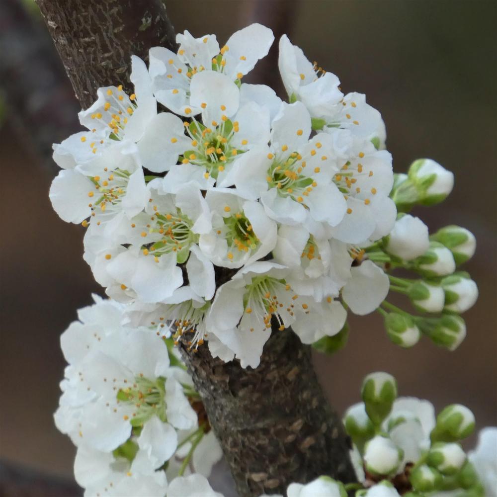 Photo of Plums (Prunus umbellata) uploaded by LoriMT