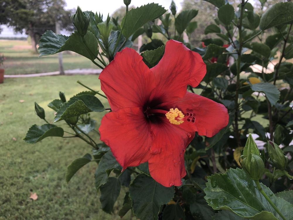 Photo of Hibiscus uploaded by _TheZenMaster