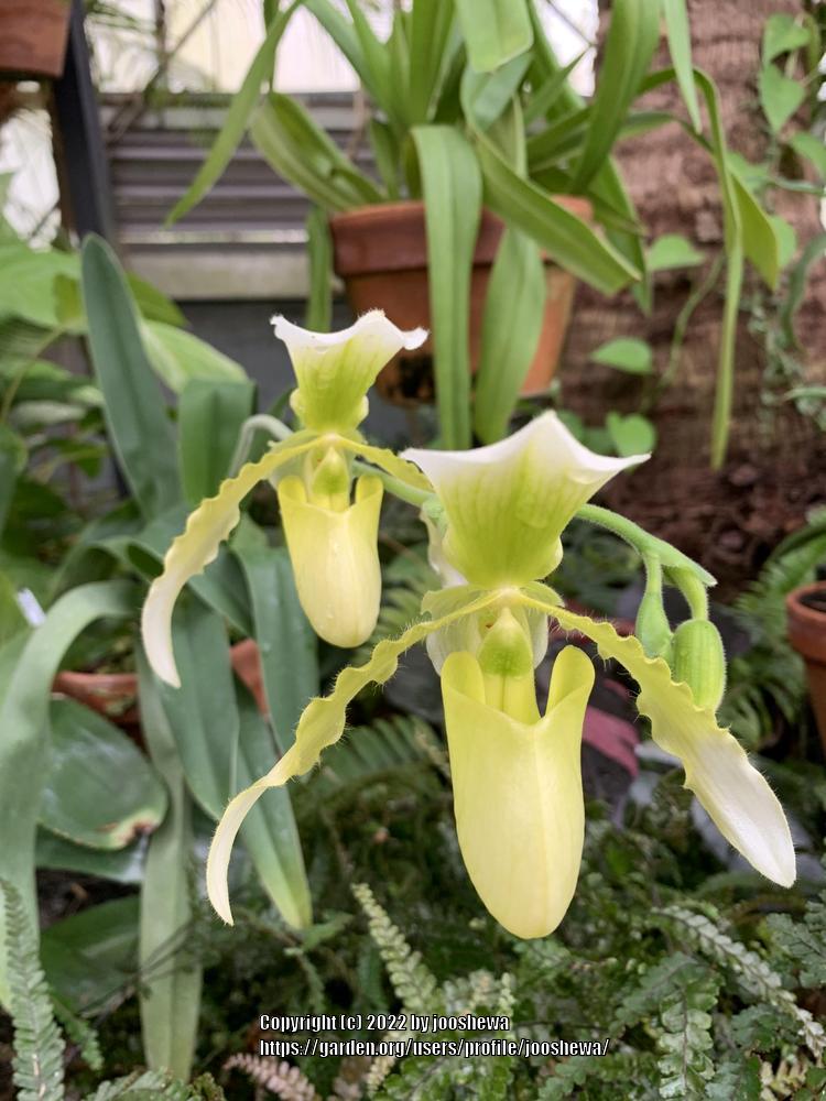 Photo of Orchid (Phragmipedium longifolium) uploaded by jooshewa