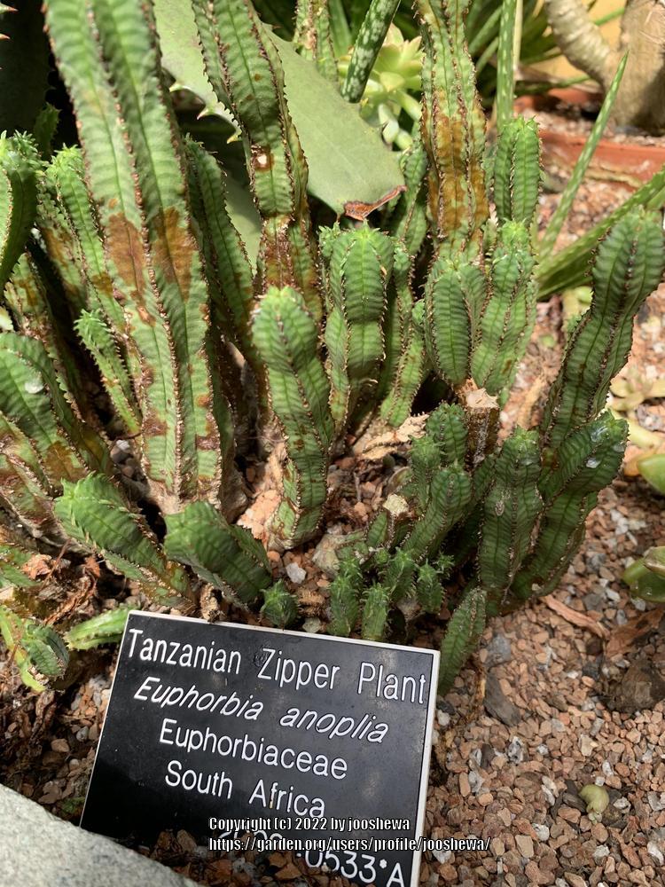 Photo of Euphorbia (Euphorbia polygona var. anoplia) uploaded by jooshewa