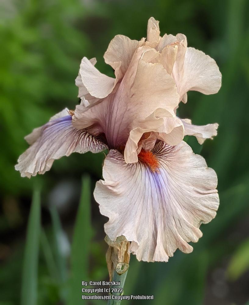 Photo of Tall Bearded Iris (Iris 'Coffee Trader') uploaded by Artsee1