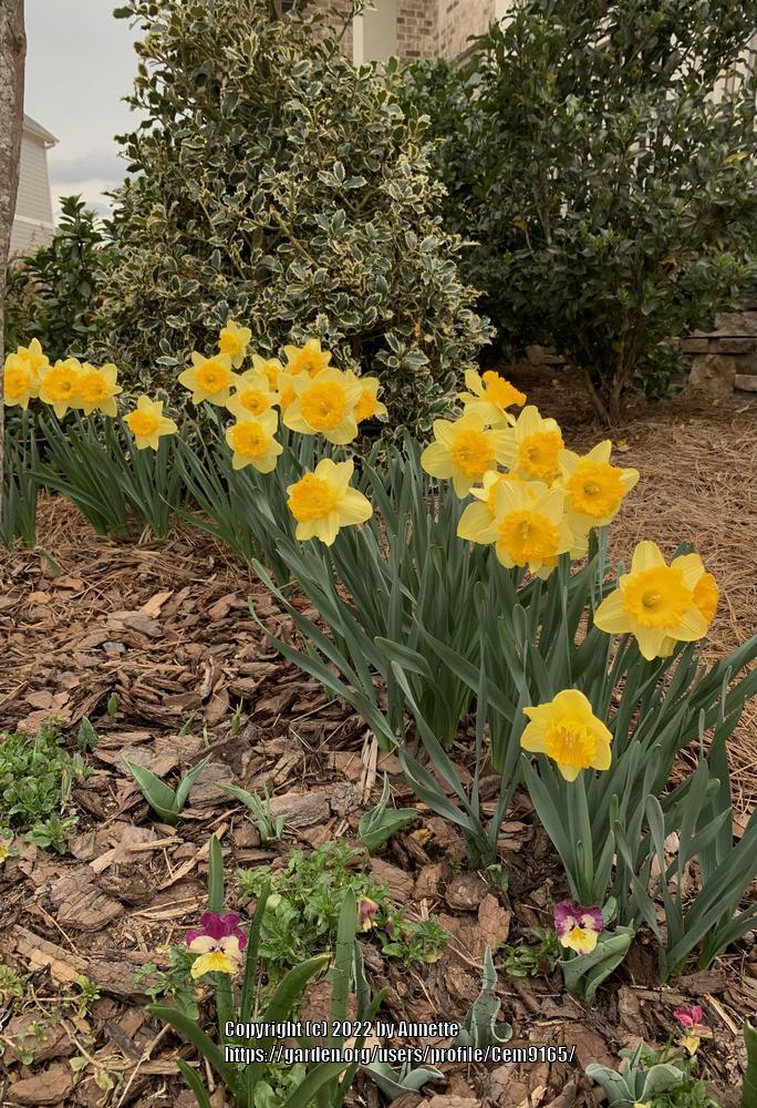 Photo of Large-Cupped Daffodil (Narcissus 'Ferris Wheel') uploaded by Cem9165
