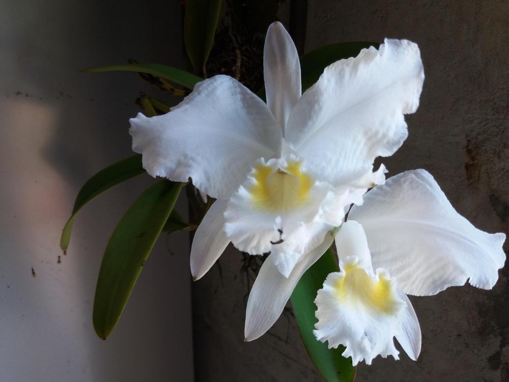 Photo of Orchid (Cattleya lueddemanniana) uploaded by prabhisetty