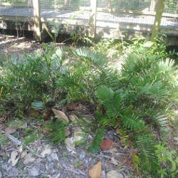 Location: Fort Lauderdale, Florida
Date: 2022-02-21
two plants at the Hugh Taylor Birch State Park