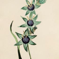 
Date: c. 1807
illustration [as Ixia maculata var. viridis] from Moriarty's 'Fif
