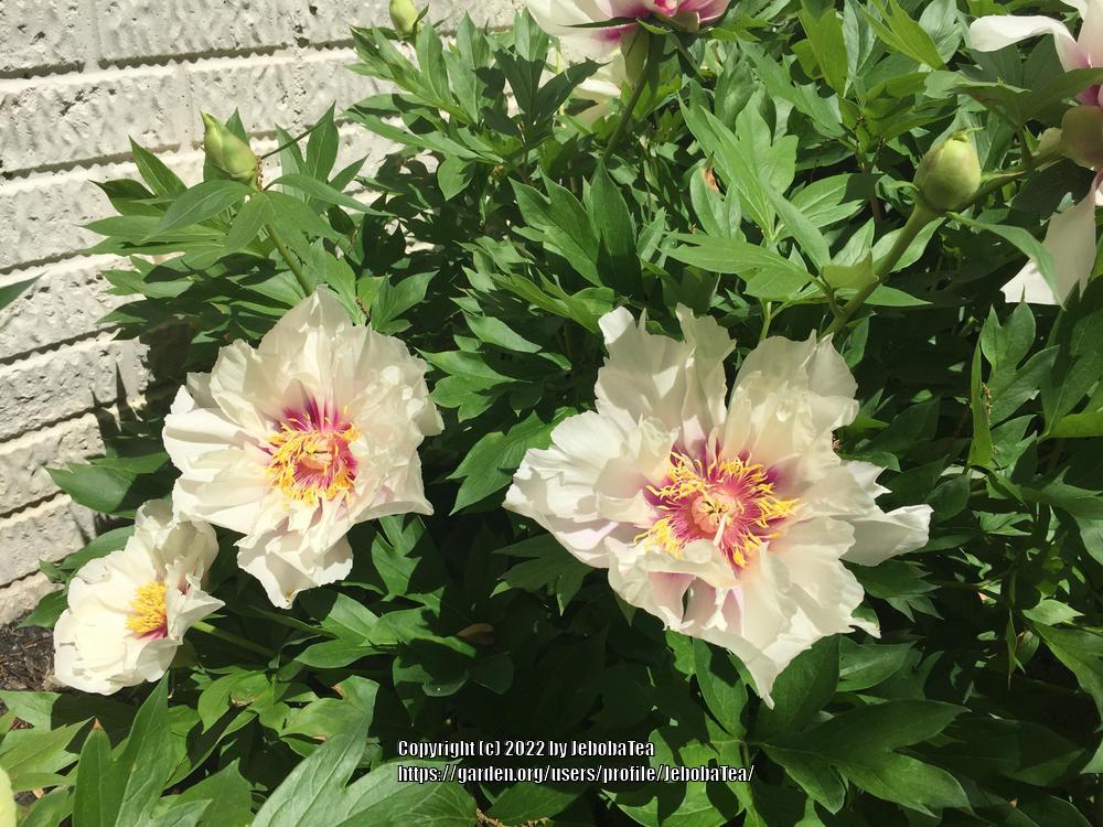 Photo of Itoh Peony (Paeonia 'Cora Louise') uploaded by JebobaTea