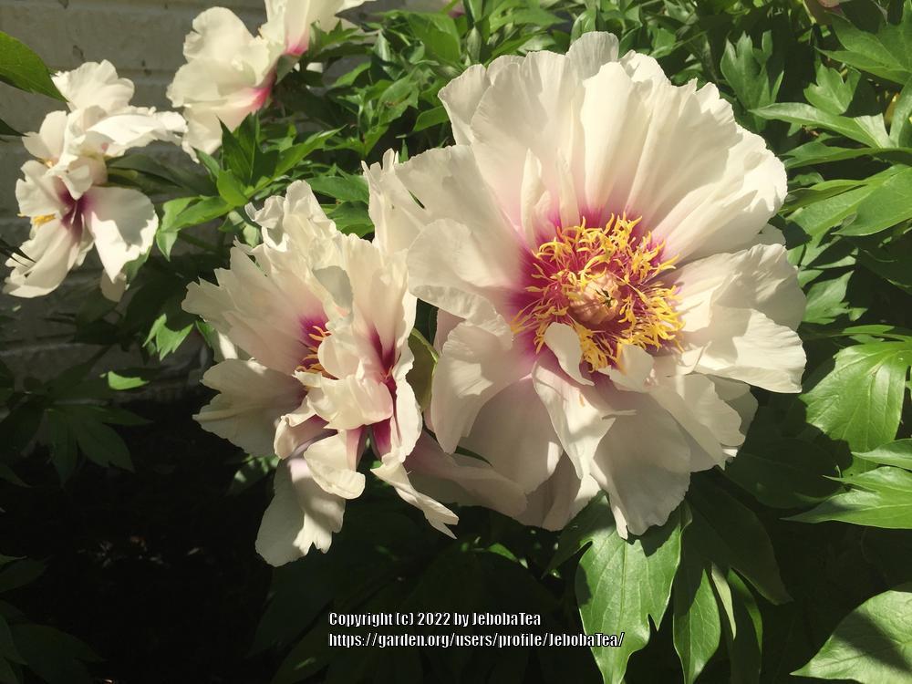 Photo of Itoh Peony (Paeonia 'Cora Louise') uploaded by JebobaTea