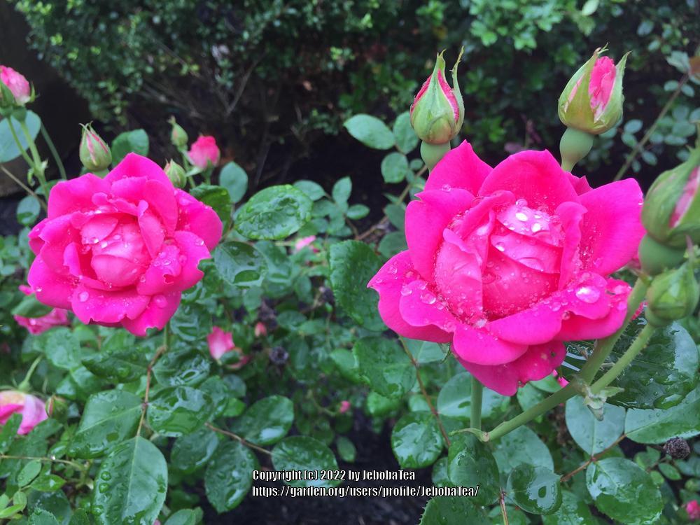 Photo of Rose (Rosa 'Pink Double Knock Out') uploaded by JebobaTea