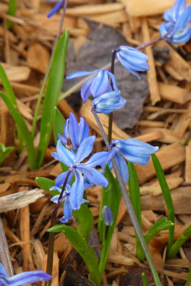 Photo of Siberian Squill (Scilla siberica) uploaded by LoriMT