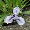 'Sapphire Jewel' bearded iris, overhead view