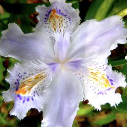 Location: Charleston, SC
Date: 2021-03-14
This iris loves our filtered light and sandy loam, and is quite w