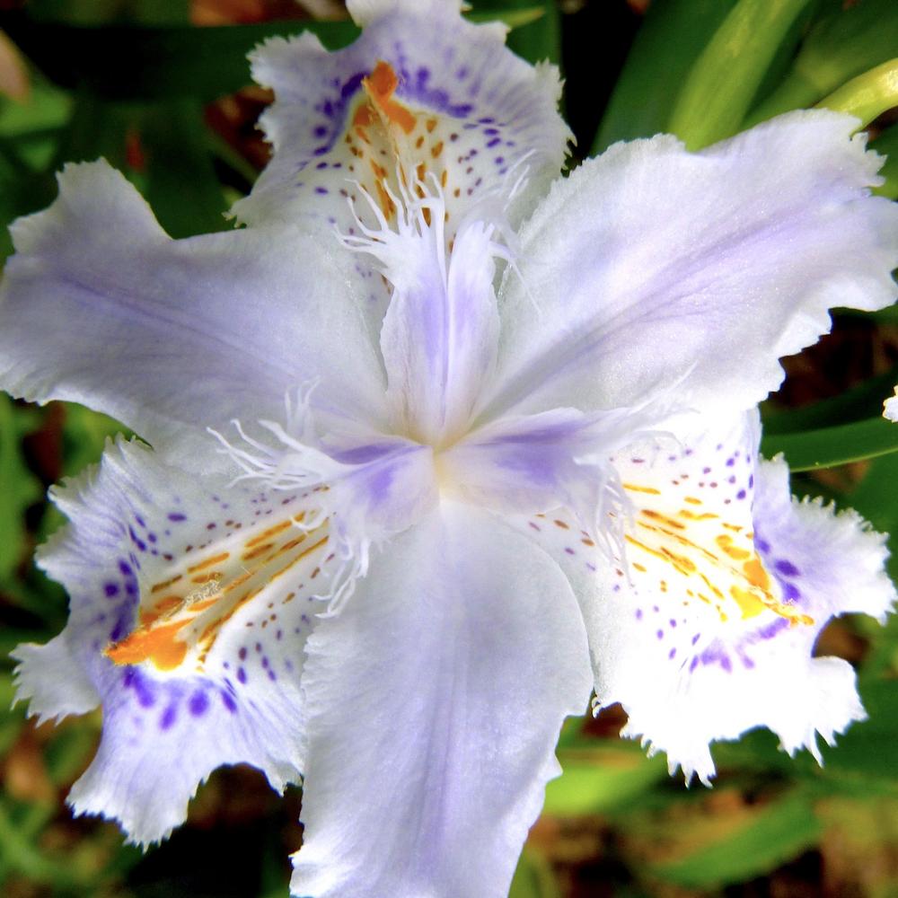 Photo of Species Iris (Iris japonica) uploaded by scvirginia