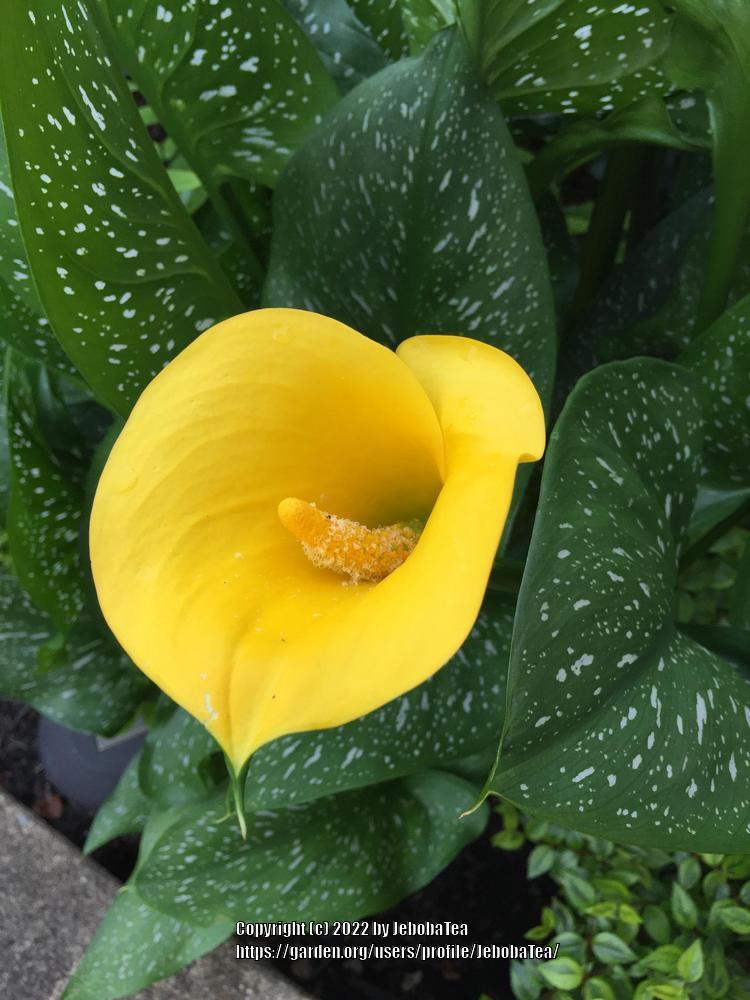 Photo of Yellow Calla Lily (Zantedeschia elliottiana) uploaded by JebobaTea