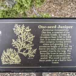 Location: Wupatki Pueblo Visitors Center, northern Arizona
Date: 2006-03-27
Sign in front of a mature one-seed juniper at Wupatki Pueblo Visi