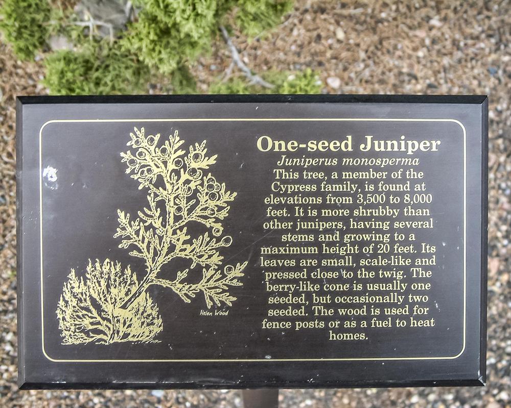 Photo of One Seed Juniper (Juniperus monosperma) uploaded by arctangent