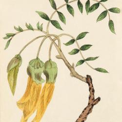 
Date: c. 1807
illustration from Moriarty's 'Fifty Plates of Greenhouse Plants',