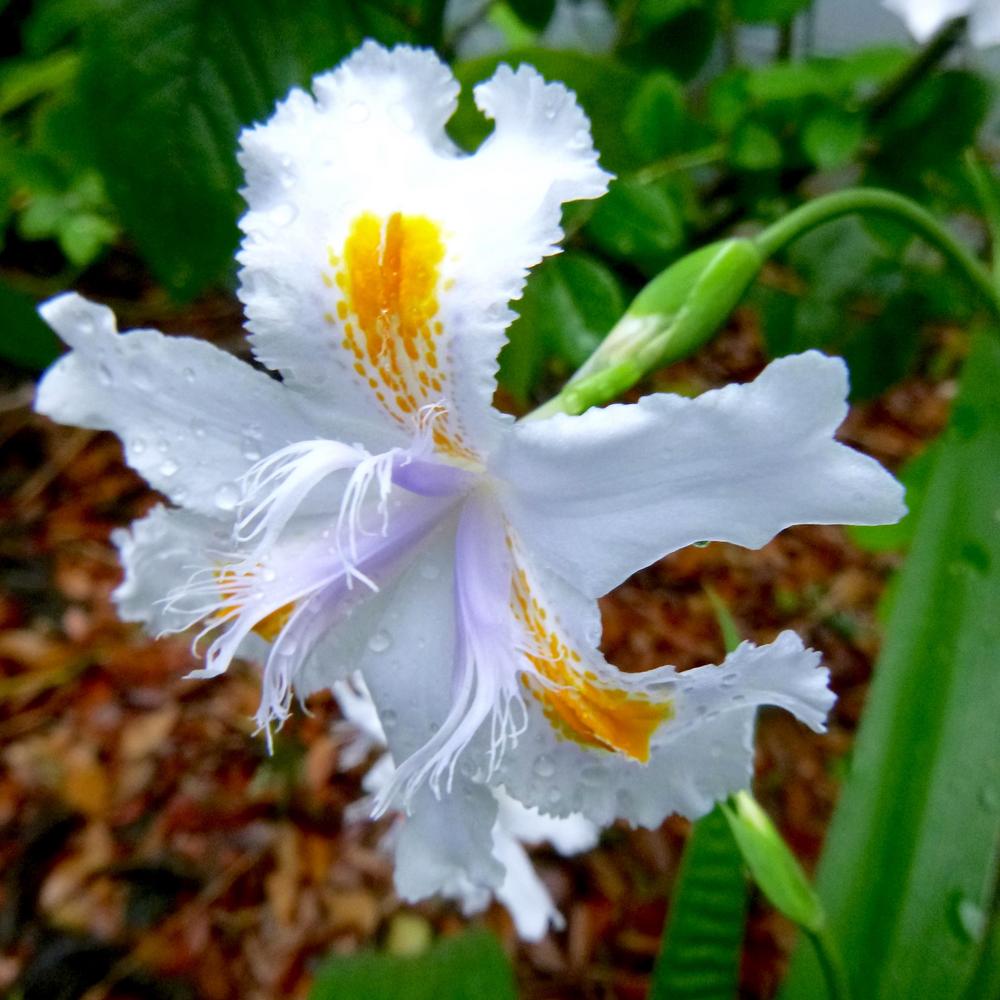 Photo of Species X Iris (Iris 'Nada') uploaded by scvirginia