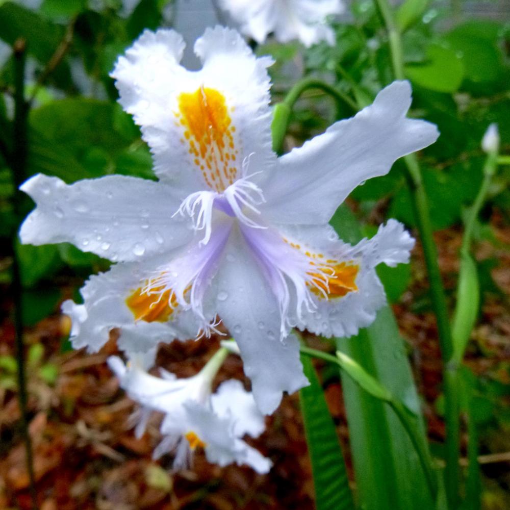 Photo of Species X Iris (Iris 'Nada') uploaded by scvirginia