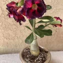 Location: Tampa, Florida
Date: 2022-03-12
My new grafted desert rose.
