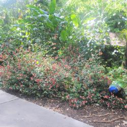Location: Flamingo Gardens in Davie, Florida
Date: 2022-02-23
a patch of plants in bloom