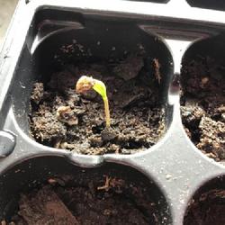 Location: The Black Hills, SD
Date: 3/12/2022
This is just one of three Jalapeño seedlings that have sprouted