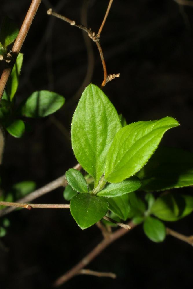 Photo of Bridalwreath Spiraea (Spiraea prunifolia) uploaded by scvirginia