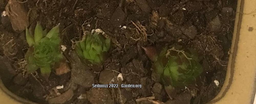Photo of Rollers (Sempervivum globiferum) uploaded by sedumzz