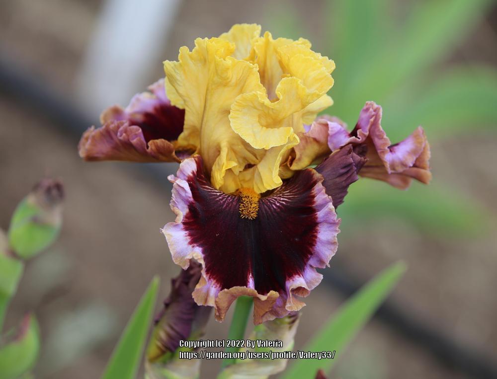 Photo of Tall Bearded Iris (Iris 'What a Party') uploaded by Valery33