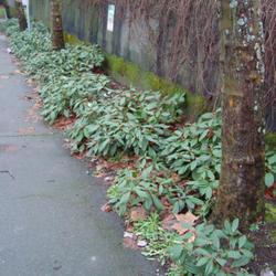 Location: Gas Works Park, Seattle WA
Date: 2008-12-27
David Viburnum common landscape use as understory greenery in par