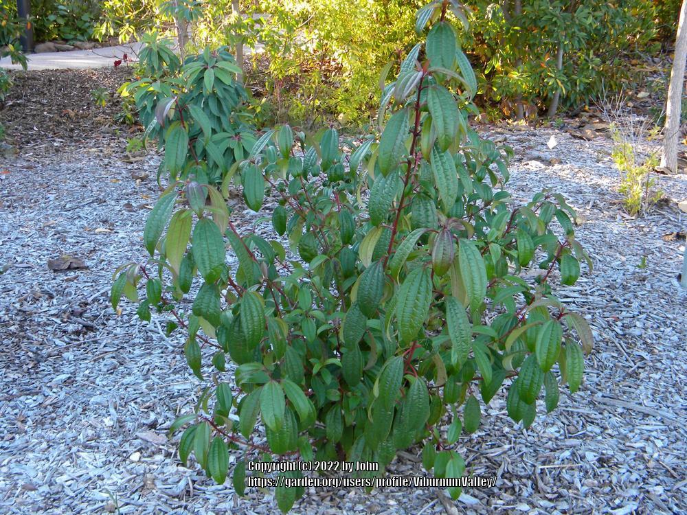 Photo of Cinnamon-Leaved Viburnum (Viburnum cinnamomifolium) uploaded by ViburnumValley