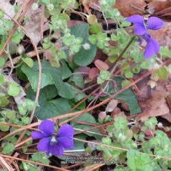 Location: Aberdeen, NC
Date: March 12,  2022
Field pansy #104; RAB p. 723, 130-2-2p5a; LHB p. 683, 133-1-4; AG