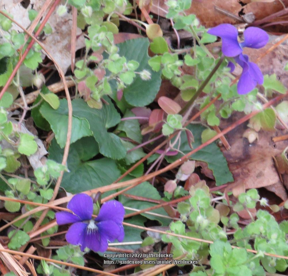 Photo of Common Blue Violet (Viola sororia) uploaded by WebTucker