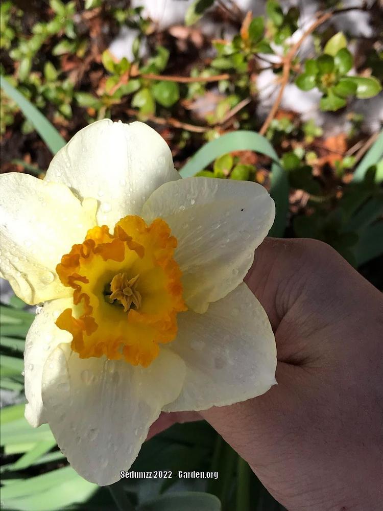 Photo of Large-Cupped Daffodil (Narcissus 'Roulette') uploaded by sedumzz