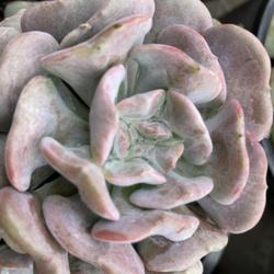 Location: Tampa, Florida
Date: 2022-03-12
A beautiful echevaria spotted at our big box stores.