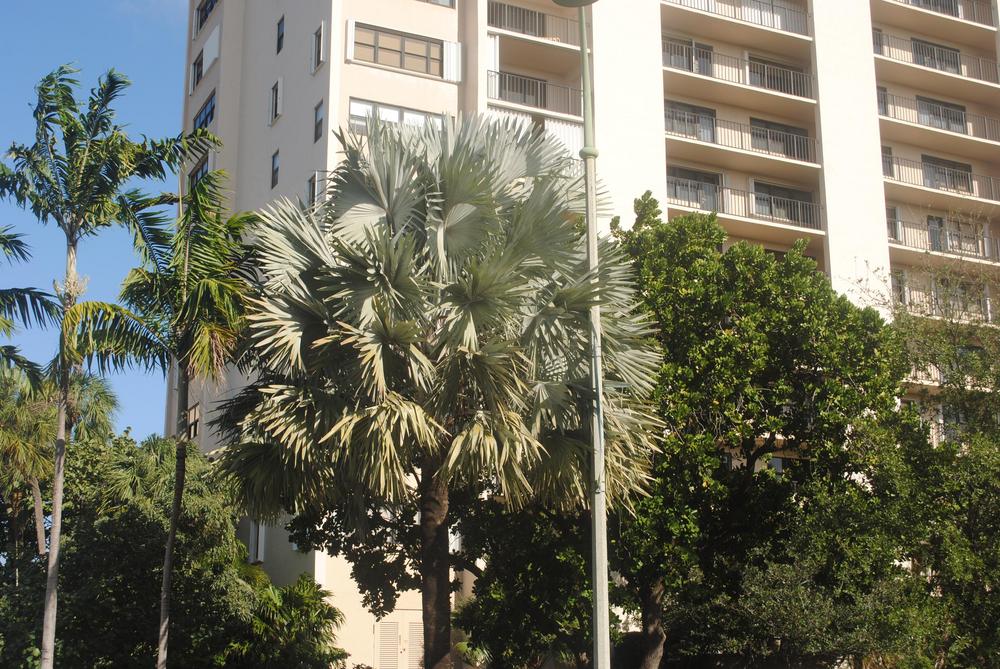 Photo of Bismarck Palm (Bismarckia nobilis) uploaded by ILPARW