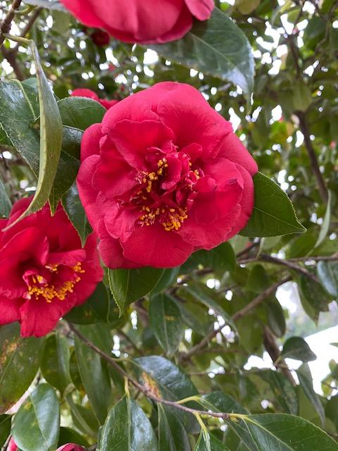 Photo of Camellia (Camellia japonica 'April Tryst') uploaded by SL_gardener