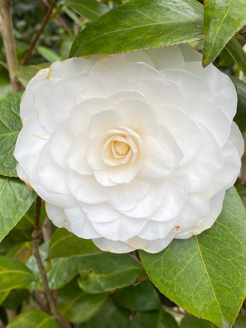 Photo of Japanese Camellia (Camellia japonica 'Nuccio's Gem') uploaded by SL_gardener