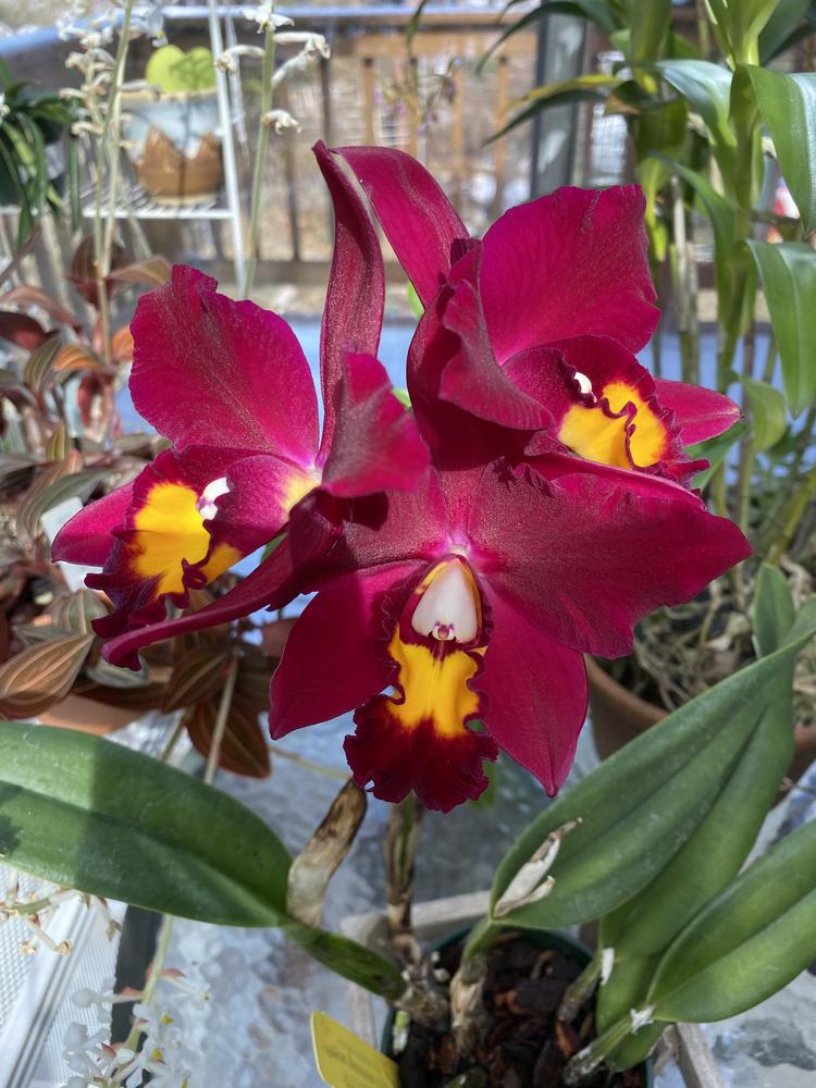 Photo of Orchid (Rhyncholaeliocattleya Hawaiian Prominence 'America') uploaded by Ursula