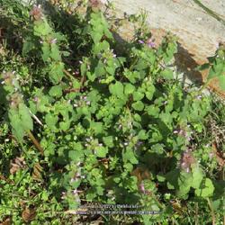 Location: Aberdeen, NC
Date: March 13,  2022
Purple Dead nettle  #105; RAB page 905, 164-12-2; AG page 420 and
