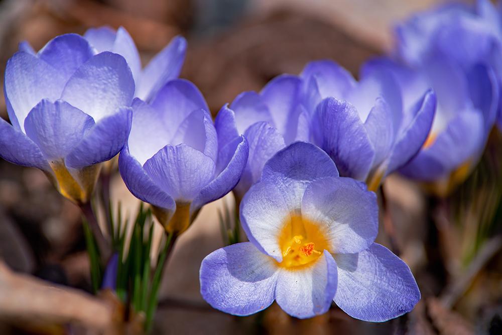 Photo of Crocus 'Deep Water' uploaded by dirtdorphins