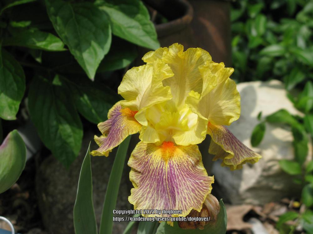 Photo of Intermediate Bearded Iris (Iris 'Delirium') uploaded by doglover
