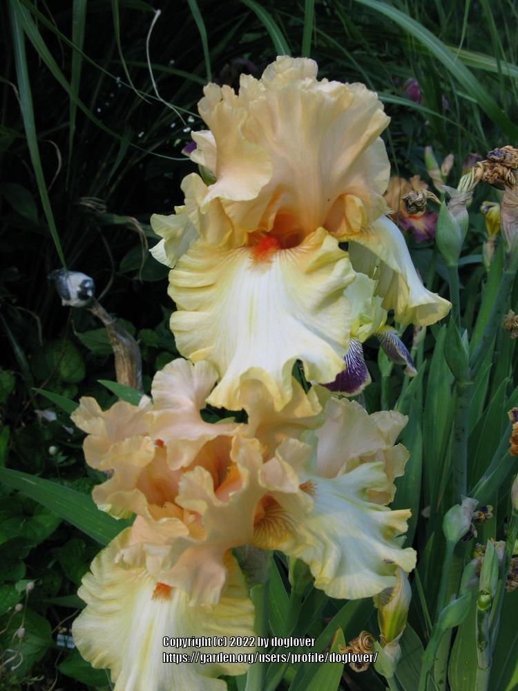 Photo of Tall Bearded Iris (Iris 'Awesome Blossom') uploaded by doglover