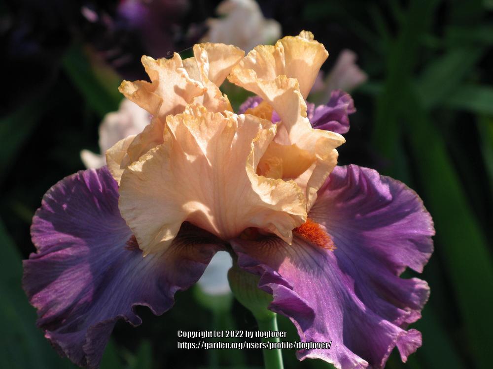 Photo of Tall Bearded Iris (Iris 'Broken Heart') uploaded by doglover